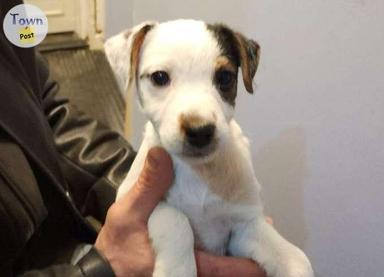 Photo of Pure bred Jack Russell Terrier puppies - 2