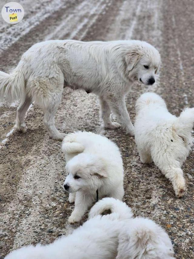 Photo of Great Pyrenees 