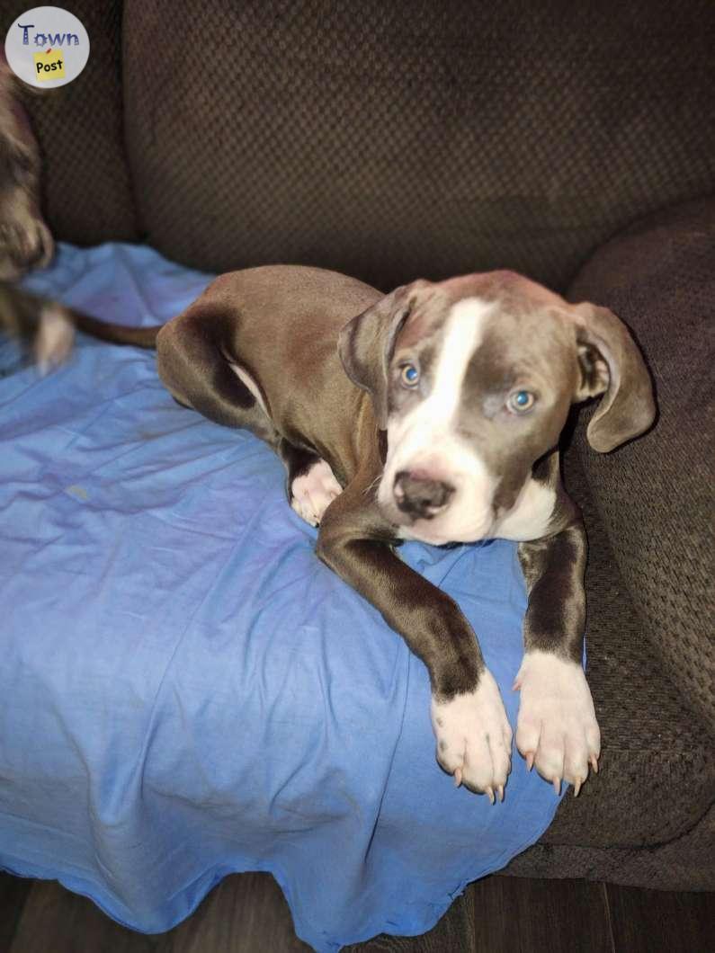 Photo of XL Pure bred Bluenose pitbull puppies 