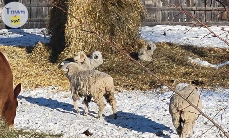 Photo of maremma pups