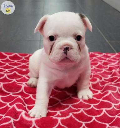 Photo of Frenchie Puppies - 1