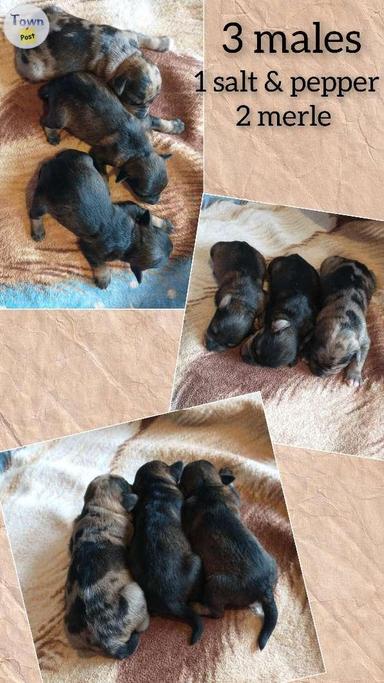 Photo of Gorgeous Schnoodle pups - 2