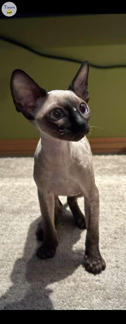 Photo of Purebred Cornish Rex (not spayed female)