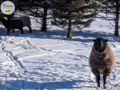 Photo of BLACK BREEDING RAM - 1