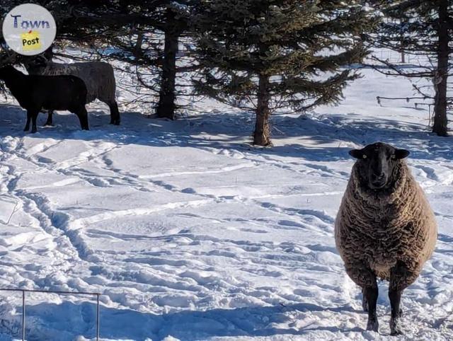 Photo of BLACK BREEDING RAM