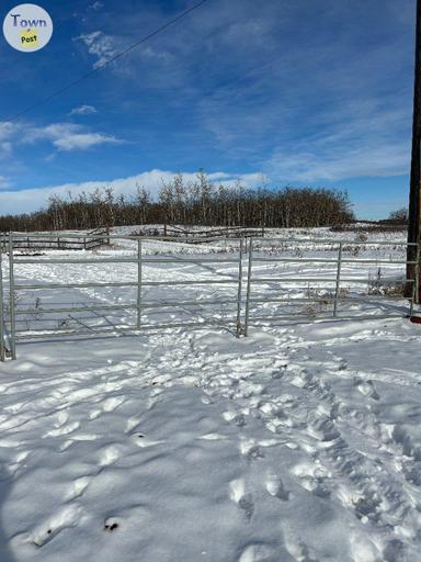 Photo of Livestock panels  - 1