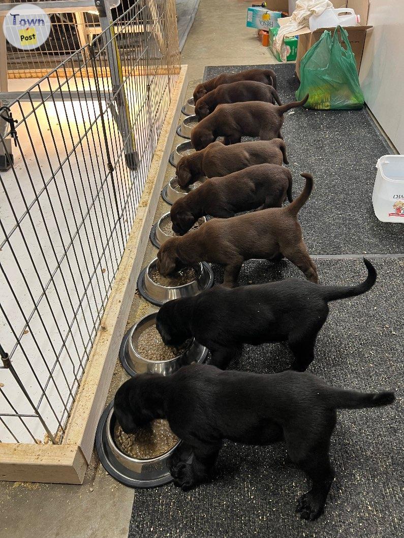 Photo of Purebred Labrador Pups