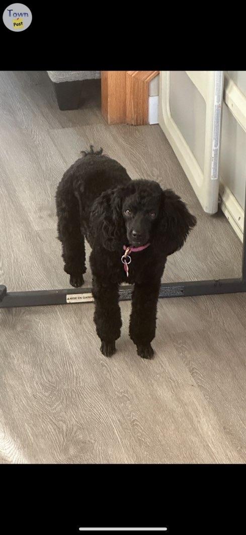 Photo of Purebred pure black Toy/miniature poodle