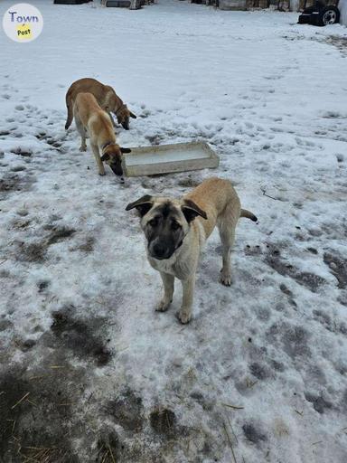 Photo of Puppies to Rehome - 1