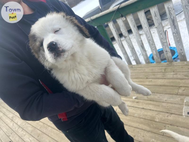 Photo of Great Pyrenees cross puppies LGD