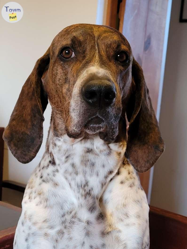 Photo of Coonhound stud