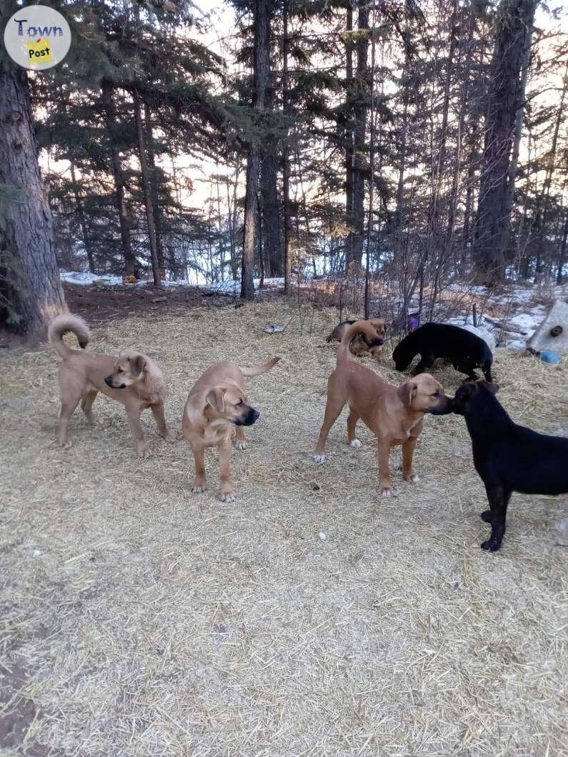 Photo of FREE Puppies - 5 month old Rotti/Shepherd/Lab Cross