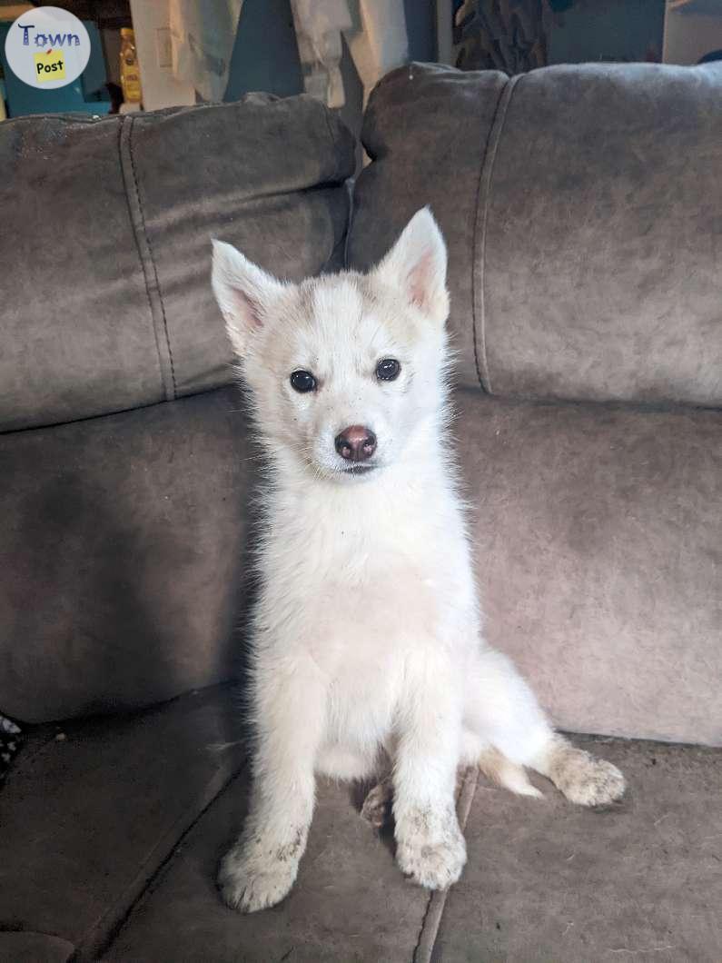 Photo of Siberian Husky puppies available (White with blue eyes & Grey with Black eyes)