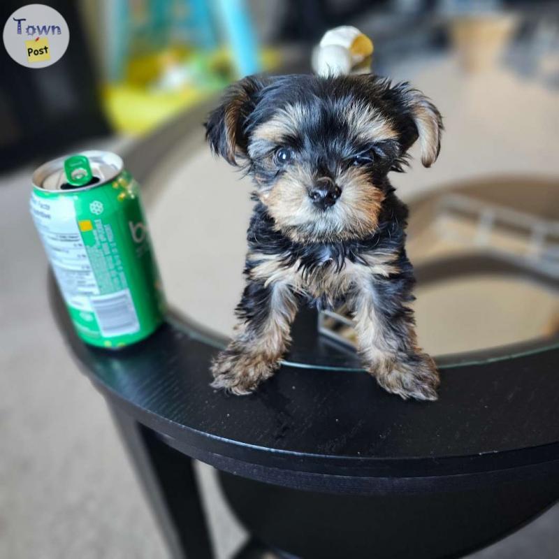 Photo of Babydoll Yorkie puppies ! 