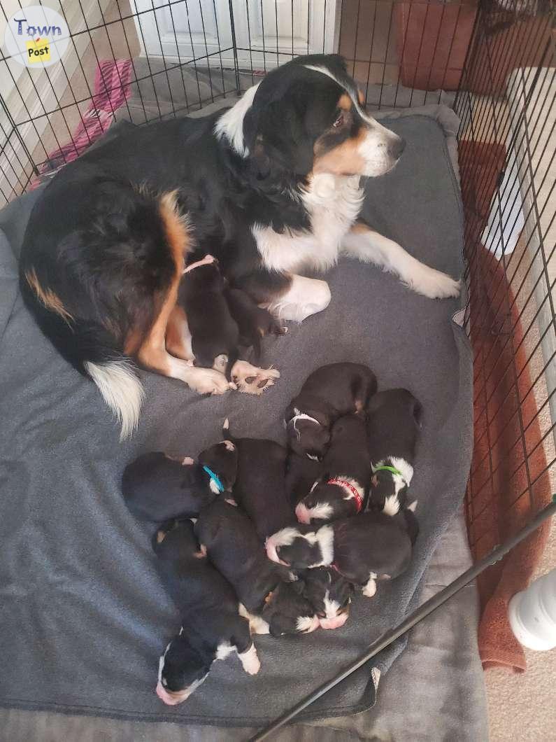 Photo of Bernese puppies 