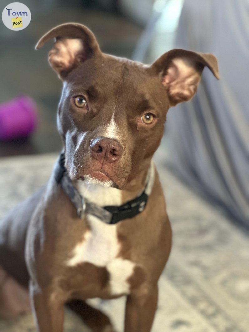 Photo of Red Nose American pitbull 