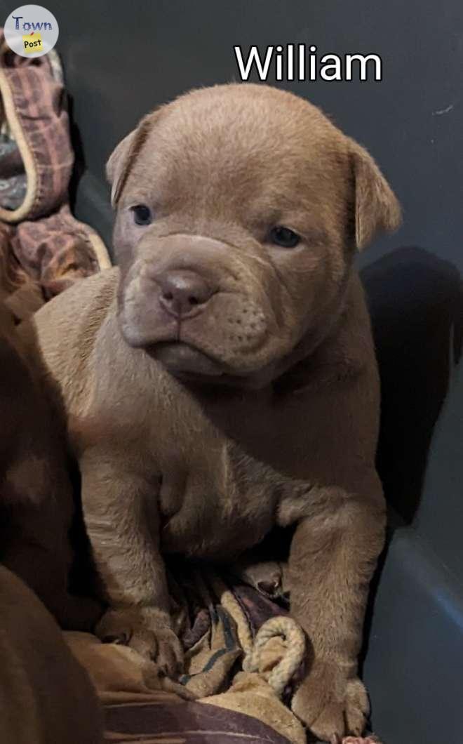 Photo of Old English Bulldog Puppies