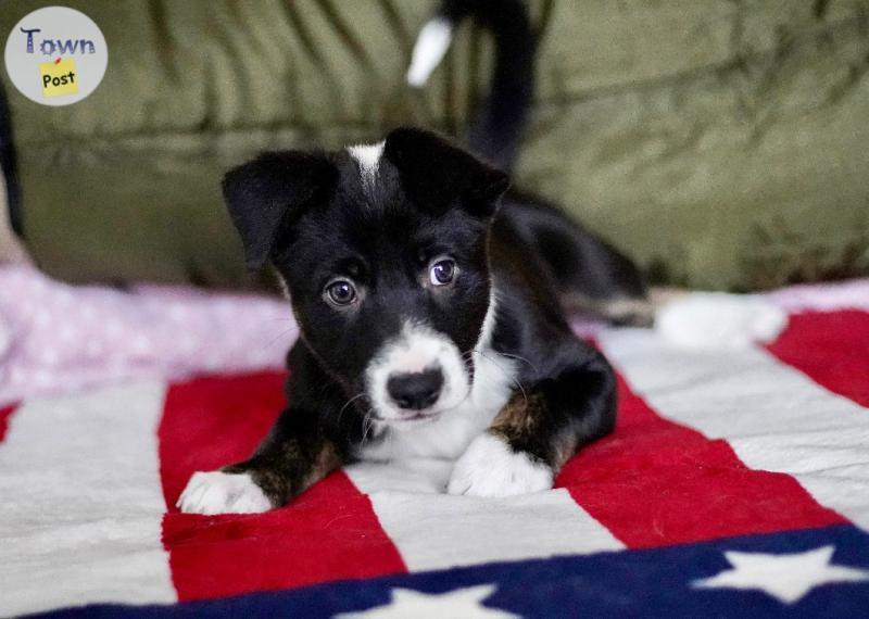 Photo of Border collie puppies 