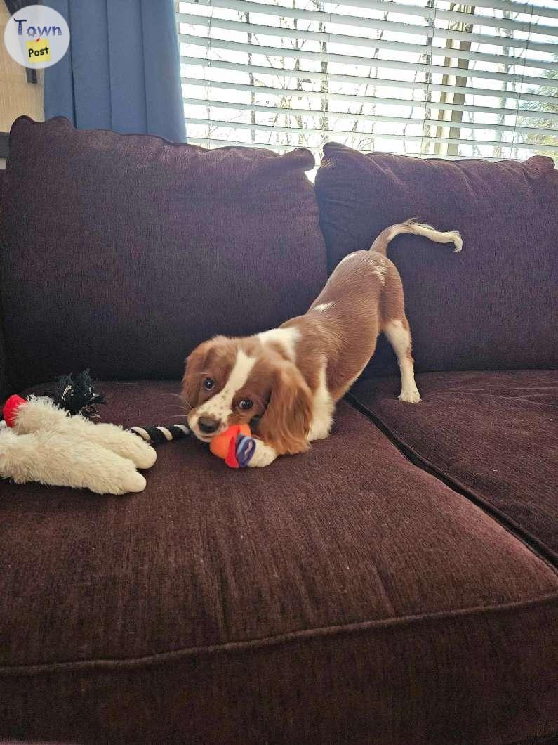 Photo of King Charlies Cavalier Spaniel Puppy (5 months old)