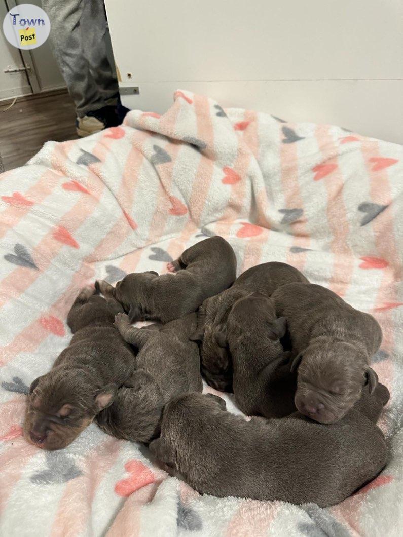 Photo of Puppies for sale!