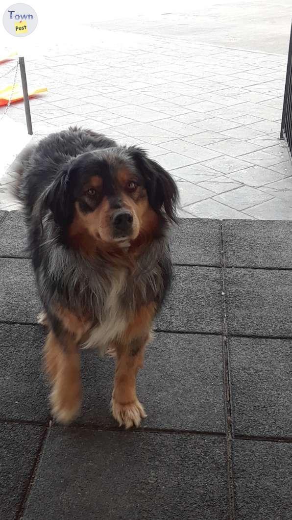 Photo of Female Australian Shepherd 