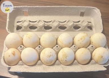 Photo of Duck Eggs - 1