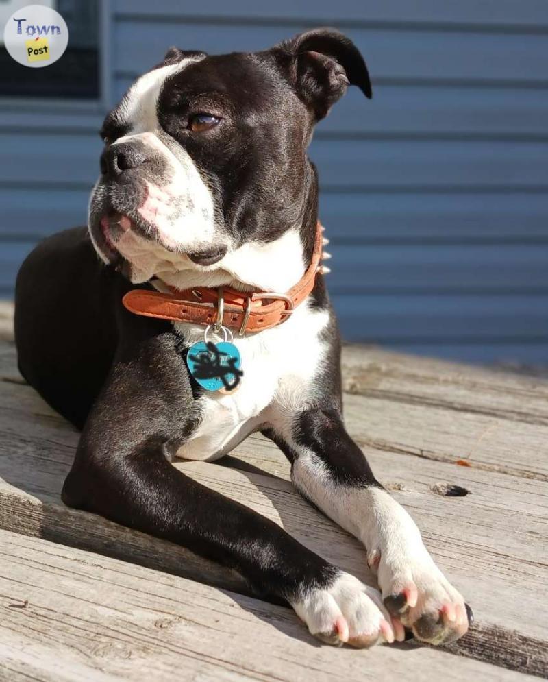 Photo of Boston Terrier for STUD only