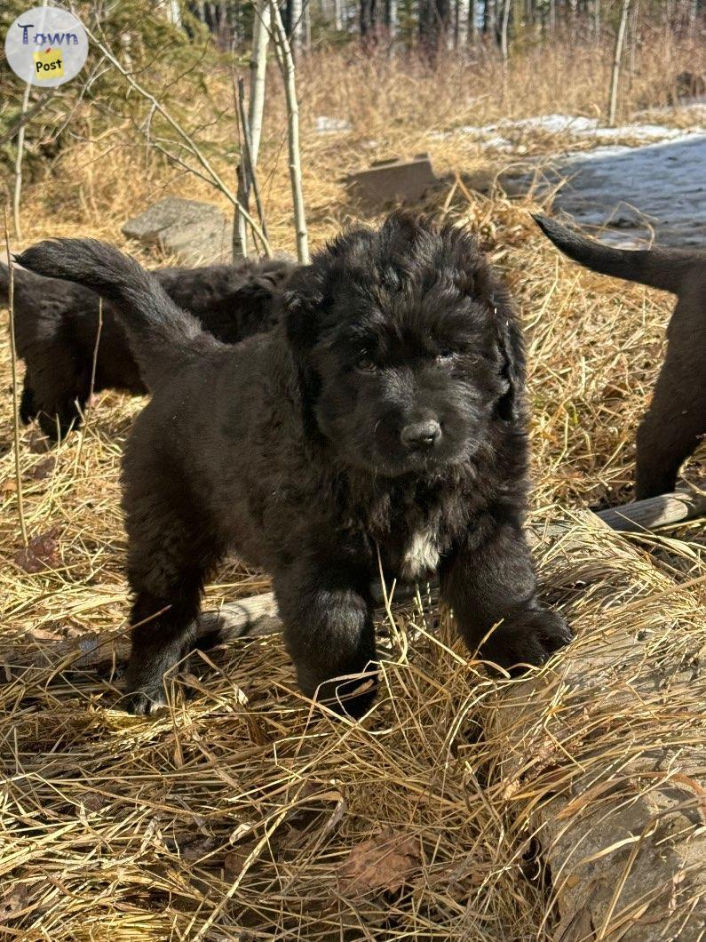 Photo of Newfie X puppies! 