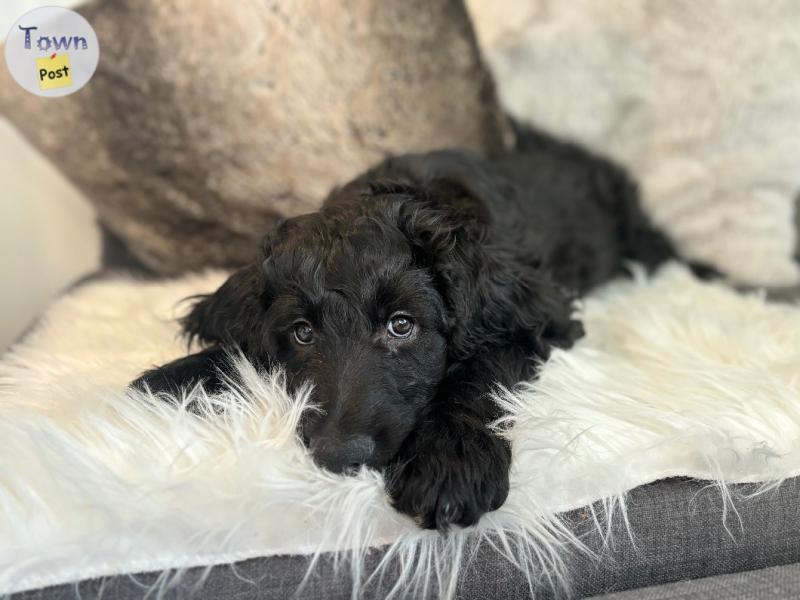 Photo of Bernedoodle Puppies