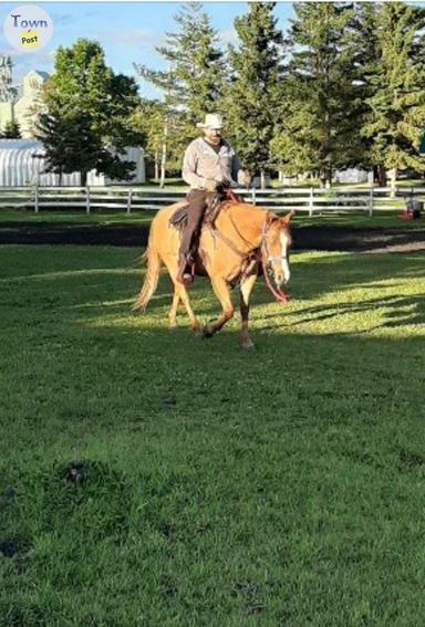 Photo of Horse for sale - 2