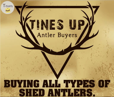 Photo of Wanted: Buying all types of SHED ANTLERS!!!! - 1