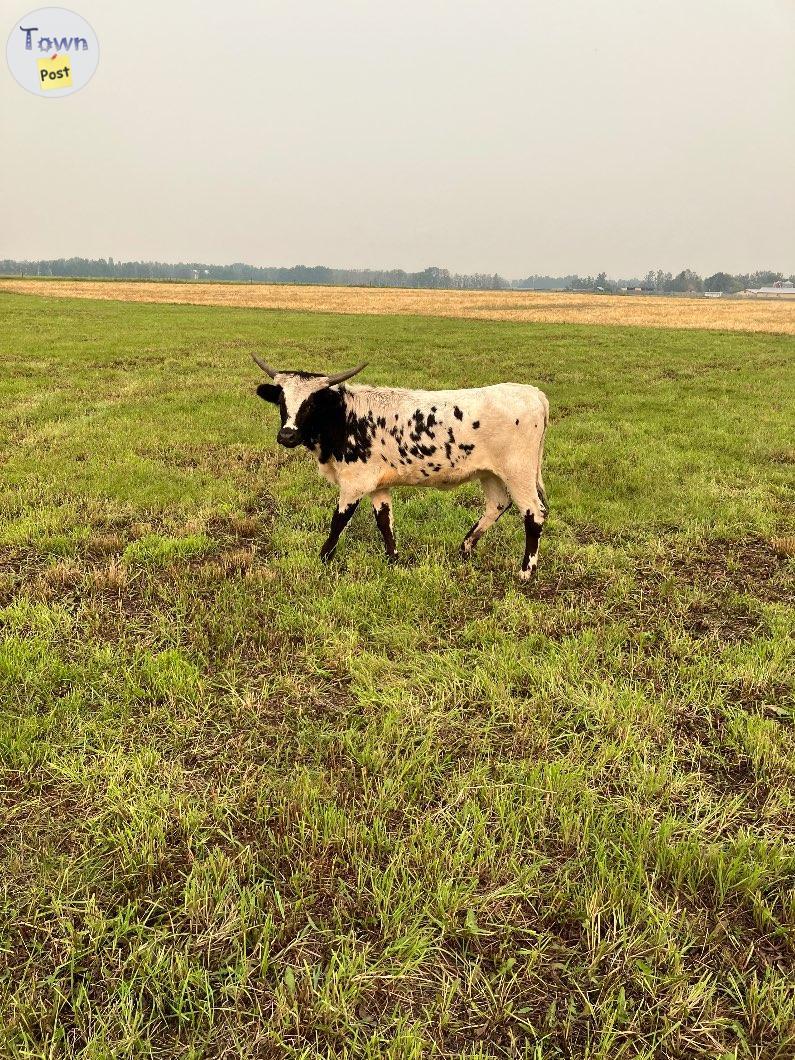 Photo of Roping calves