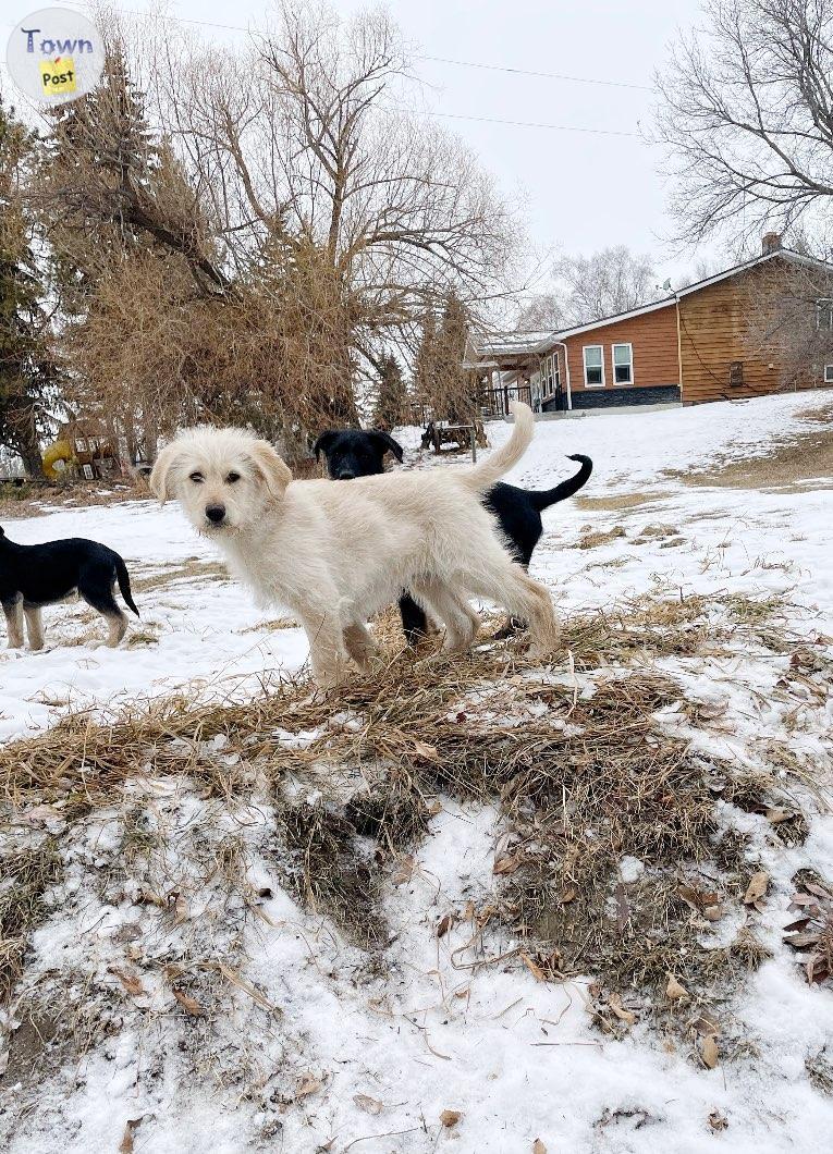 Photo of Shepadoodle Puppy