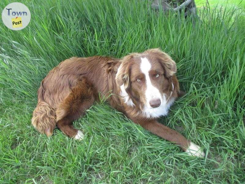 Photo of Australian Shepherd puppies coming litter April 2024