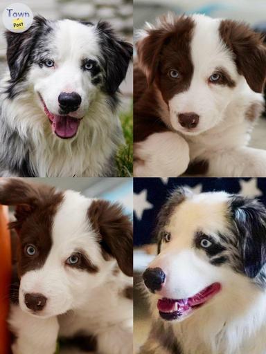 Photo of Proven Stud Australian Shepherd/ Border Collie - 2