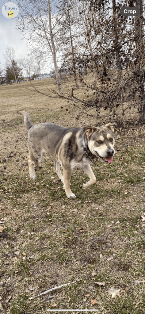 Photo of Stunning Stud Available Now ‼️ *PROVEN / MERLE CARRIER* 