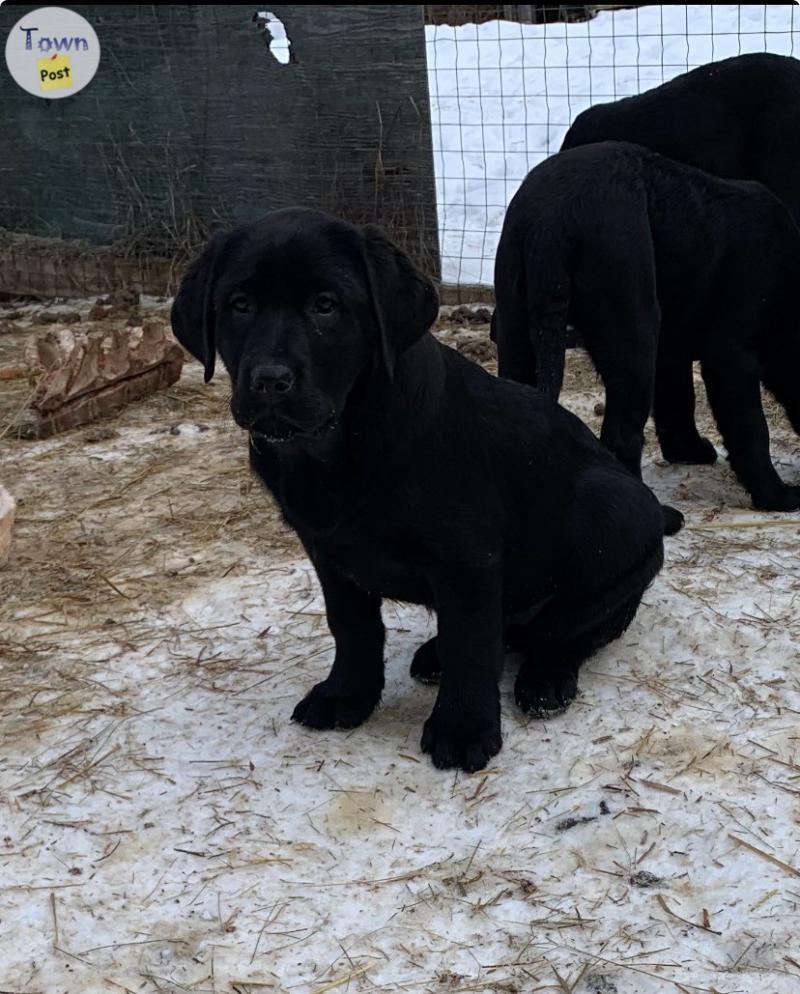 Photo of 4 Pure Bred Female Black Labs 