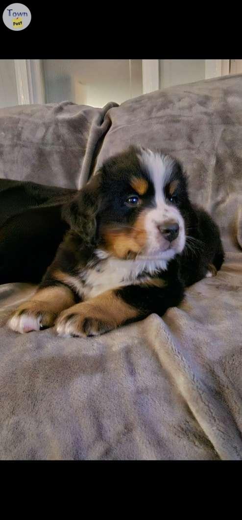 Photo of Bernese Mountain Dog Puppies for sale