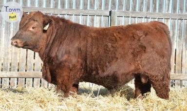 Photo of Yearling Red Angus Bulls - 1