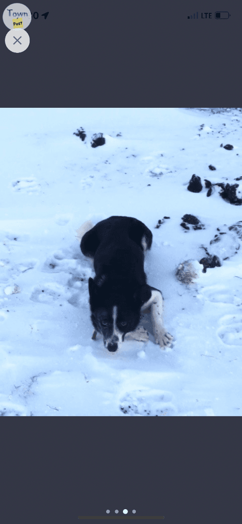 Photo of Border Collie 