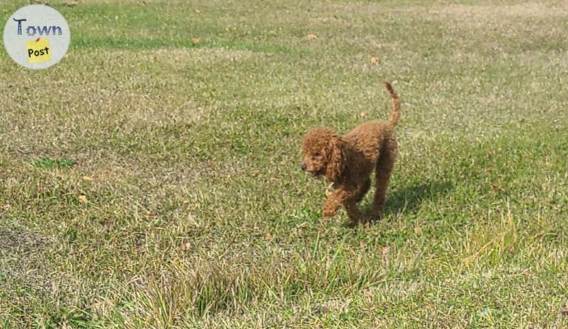 Photo of Male toy poodle stud