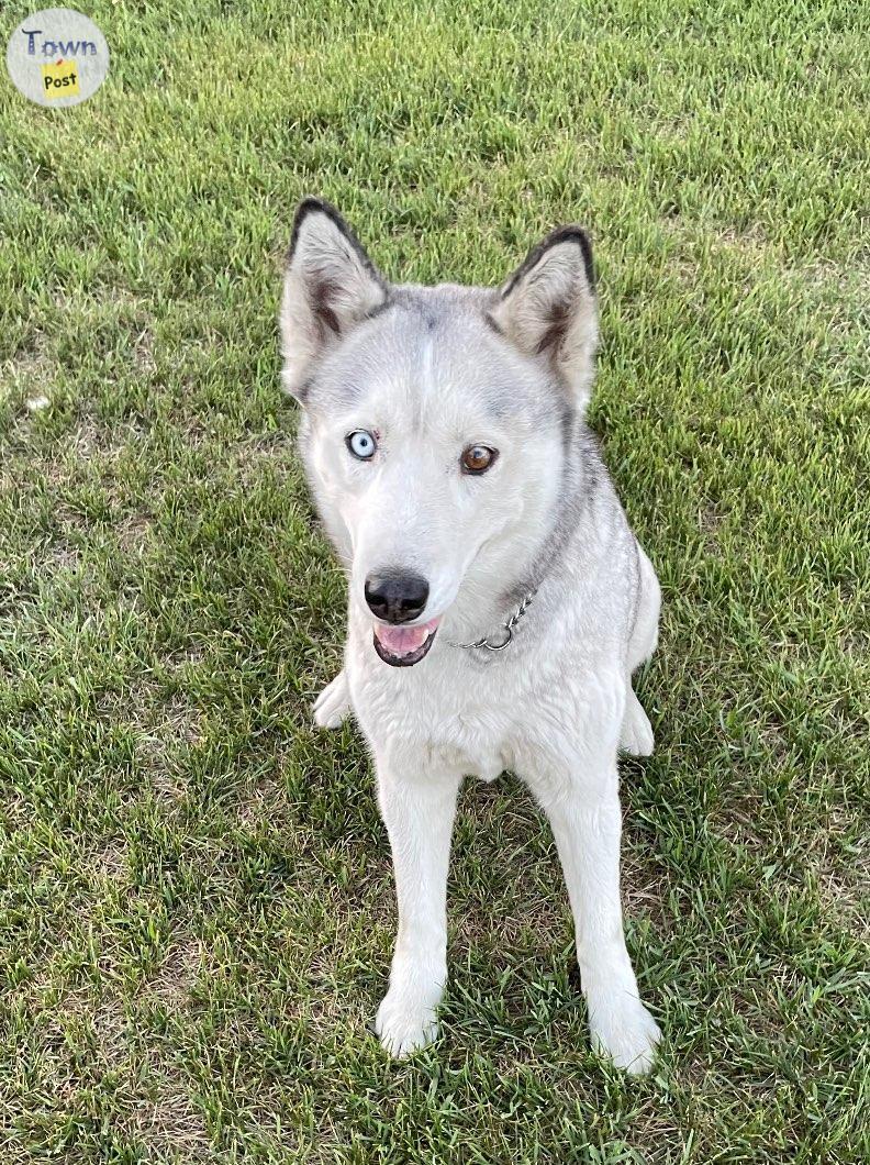 Photo of Siberian Husky 