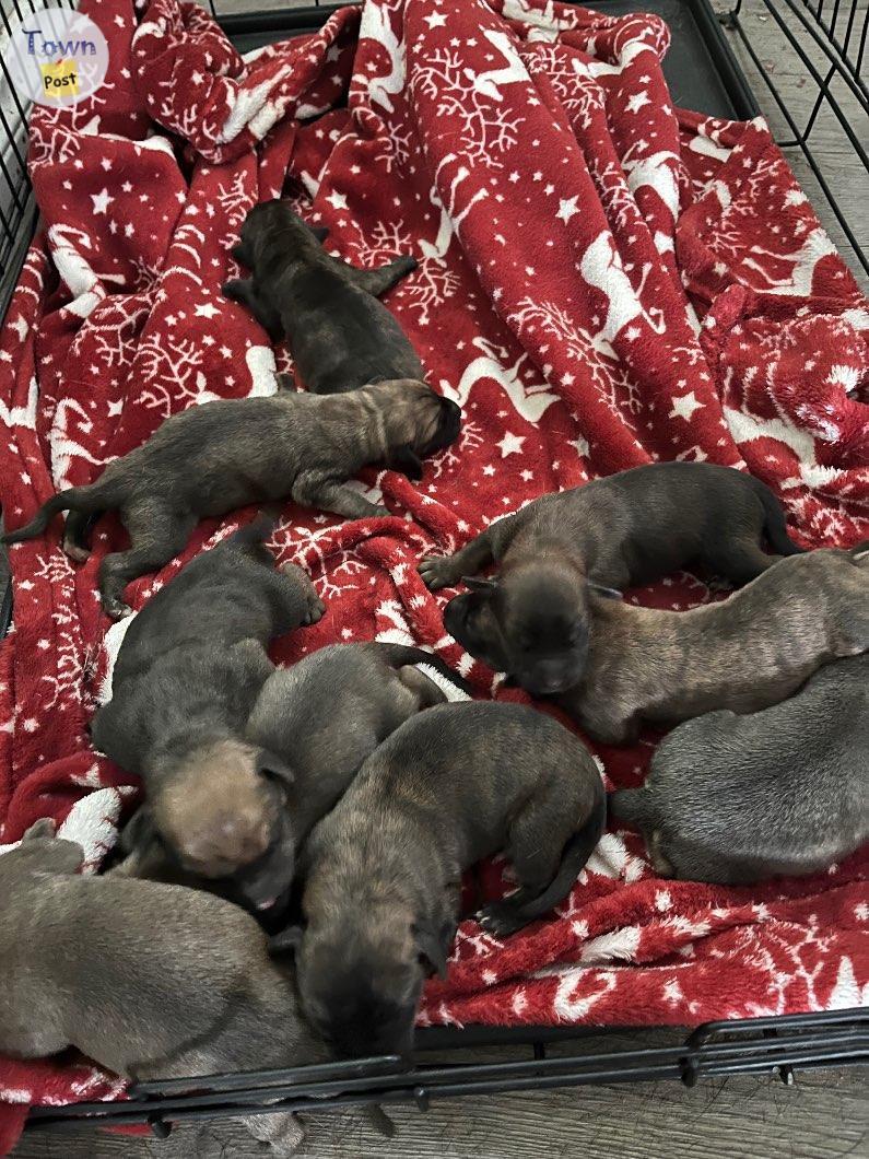 Photo of Mastiff X Doberman Puppies