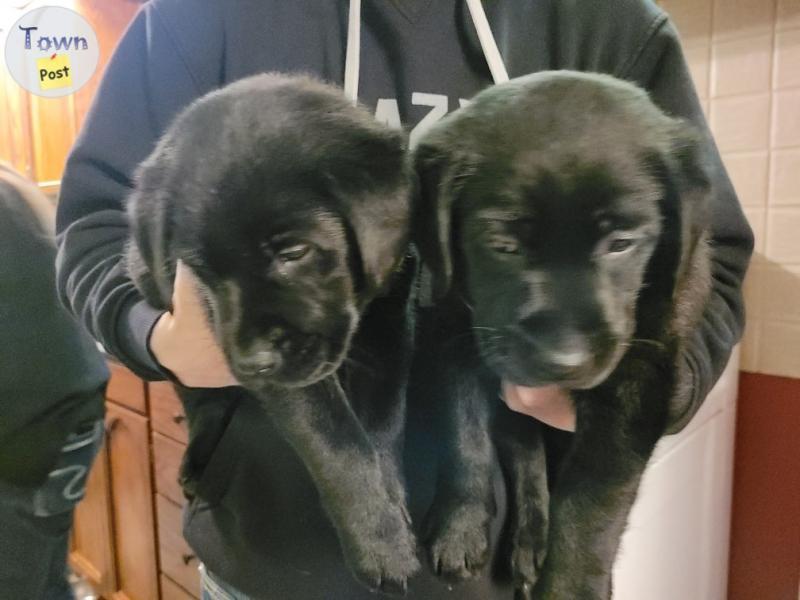 Photo of Purebred CKC Registered lab retriever puppies