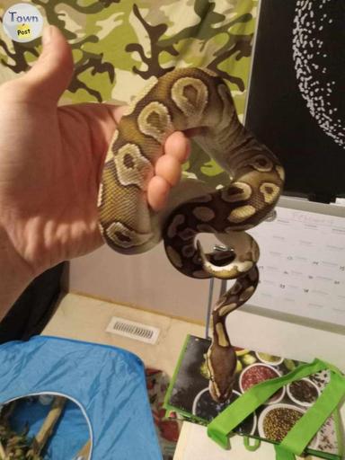 Photo of Ball python  - 2