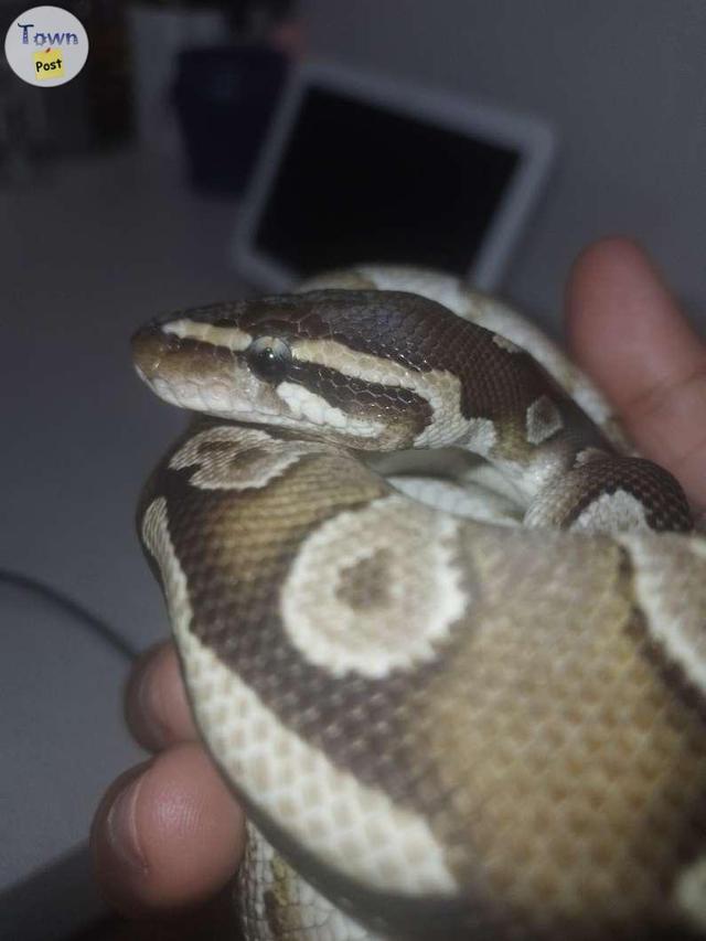 Photo of Ball python 