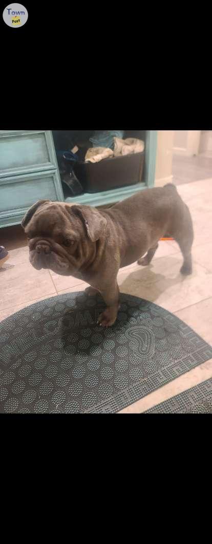 Photo of French bulldog stud