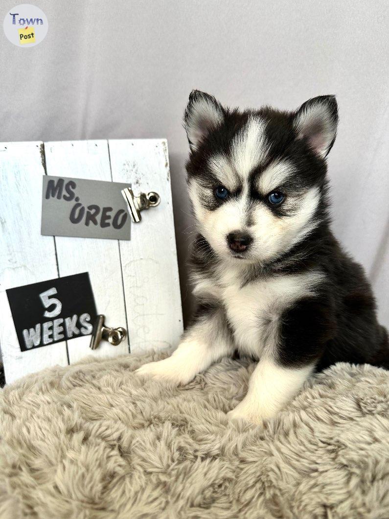 Photo of Pomsky puppies