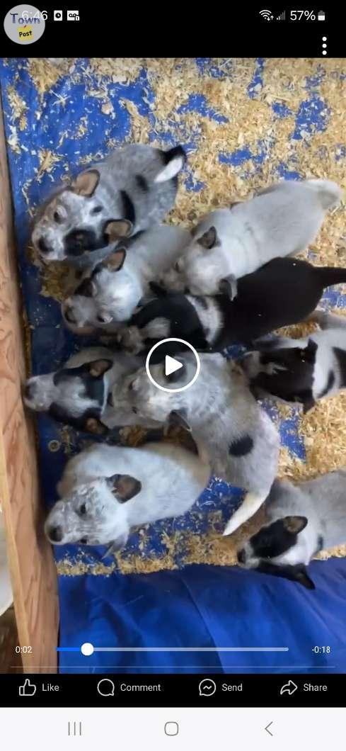 Photo of Purebred blue heeler pups 