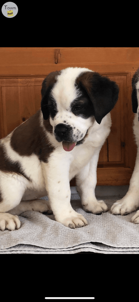 Photo of St Bernard